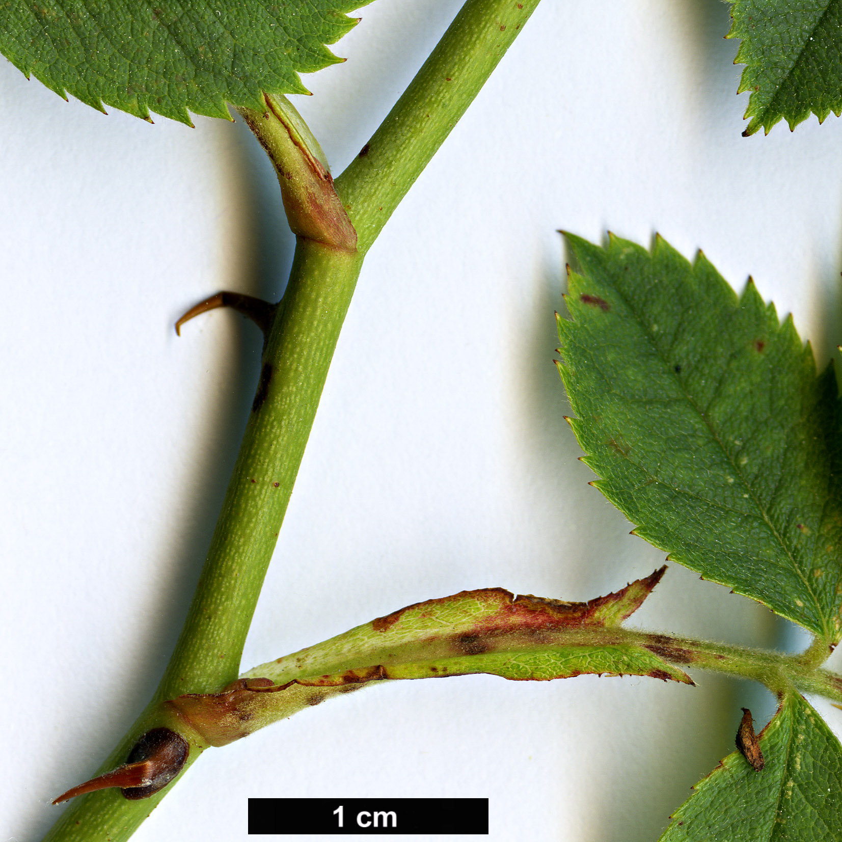 High resolution image: Family: Rosaceae - Genus: Rosa - Taxon: foetida - SpeciesSub: ’Bicolor’